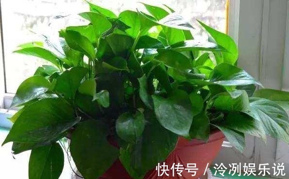 蚯蚓|“1种料”用来养花,不烂根、不黄叶,比啥肥都好,养啥花都旺!