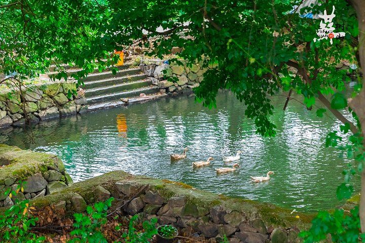 倚树独高歌|28首浣溪沙:落日迟迟风渐起，池塘寂寂影婆娑，闲蝉倚树独高歌