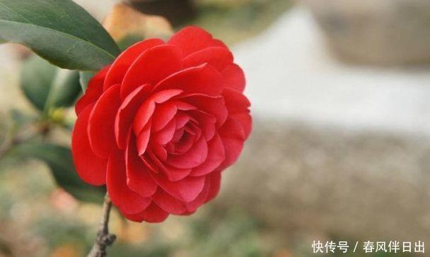 几种花随便养,寓意超好的,招财纳福好运来,日子越过越红火