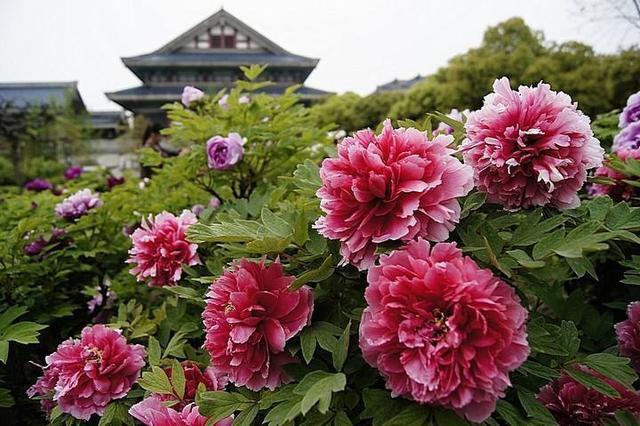 牡丹移植成盆景容易死,没掌握这些技巧,肯定不好活