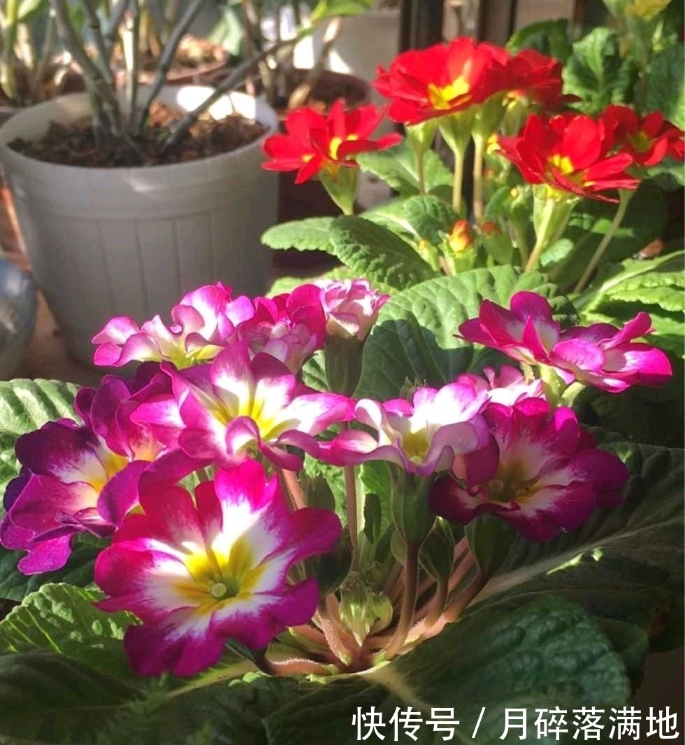 冬天养什么花好,它就不错,花朵大花苞多,很漂亮好养活