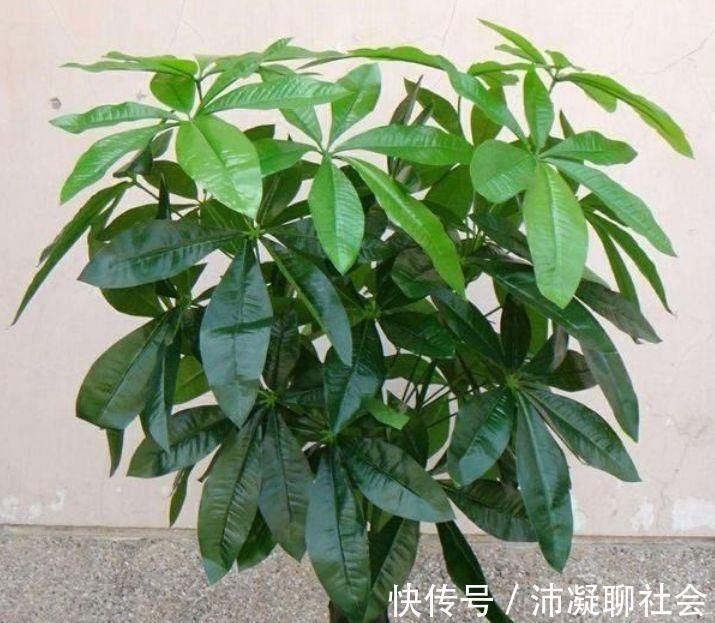 家养5种旺运花,富贵好运财源滚滚来,懂花的人都在养