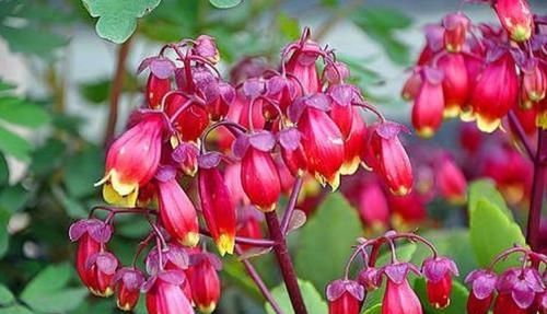 此款花卉，好养易爆盆，颜值高，开花多，花香四溢，香飘十里！