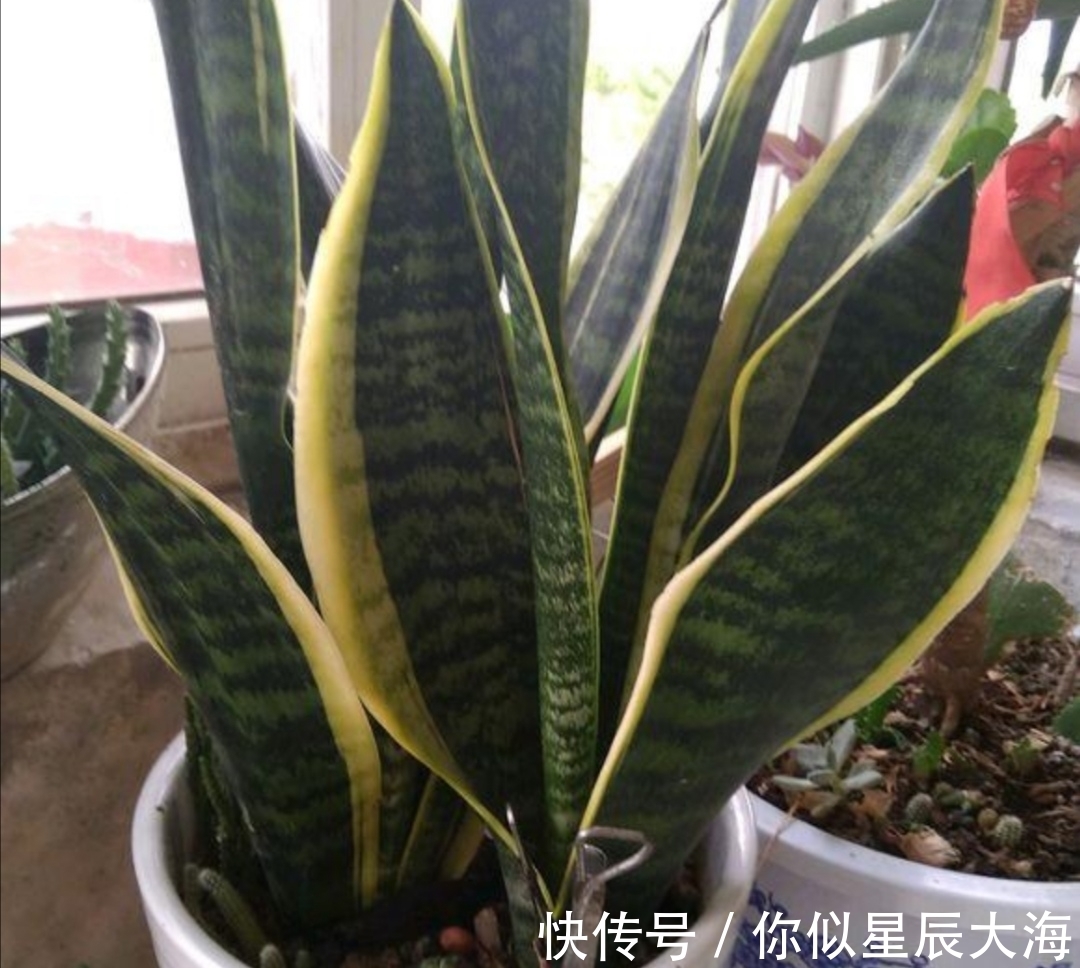 养花|虎皮兰不长新叶子,在花盆里埋点“小东西”,开春呼呼冒新芽