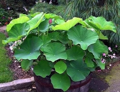 农村大水缸越来越不舍得扔了，铺些碎石水草变水景，城里人抢着要