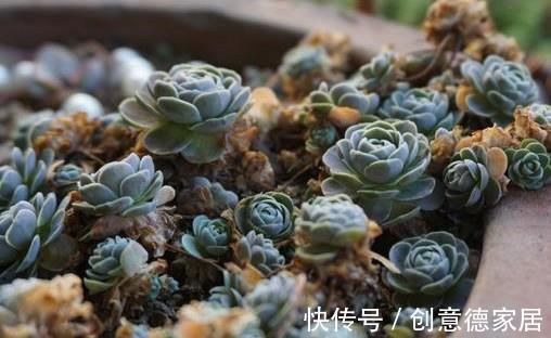 多肉瓦松并不都是灰姑娘，还有仙气十足的子持莲华