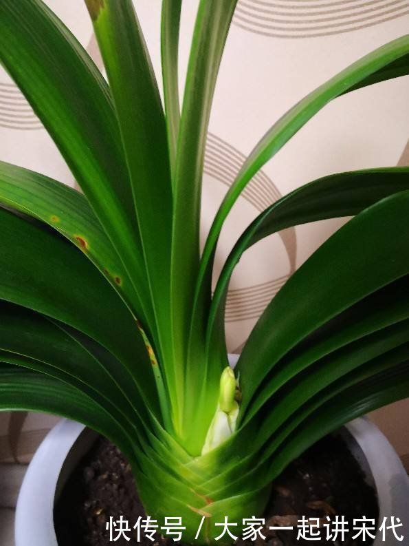 3种花枯萎了也别扔,砍一刀还能活,长出不少新芽