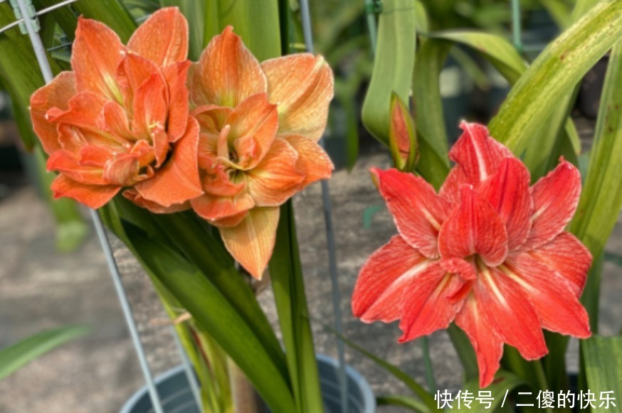 春季朱顶红开完花，教你养球“秘诀”，球又大又硬，长出好多侧芽