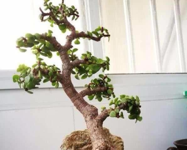 盆景|金枝玉叶做盆景这么养,大盆,肥水常伺候,个子蹭蹭长