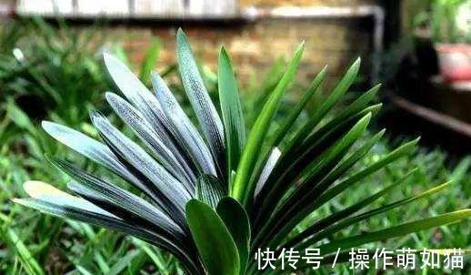 君子兰僵苗,萎靡不振,教你5招小技巧,快速恢复生长,实用