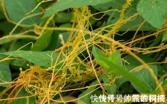菟丝子|菟丝子作为一种中药材,功效作用竟然有十多种不止!在乡下到处有