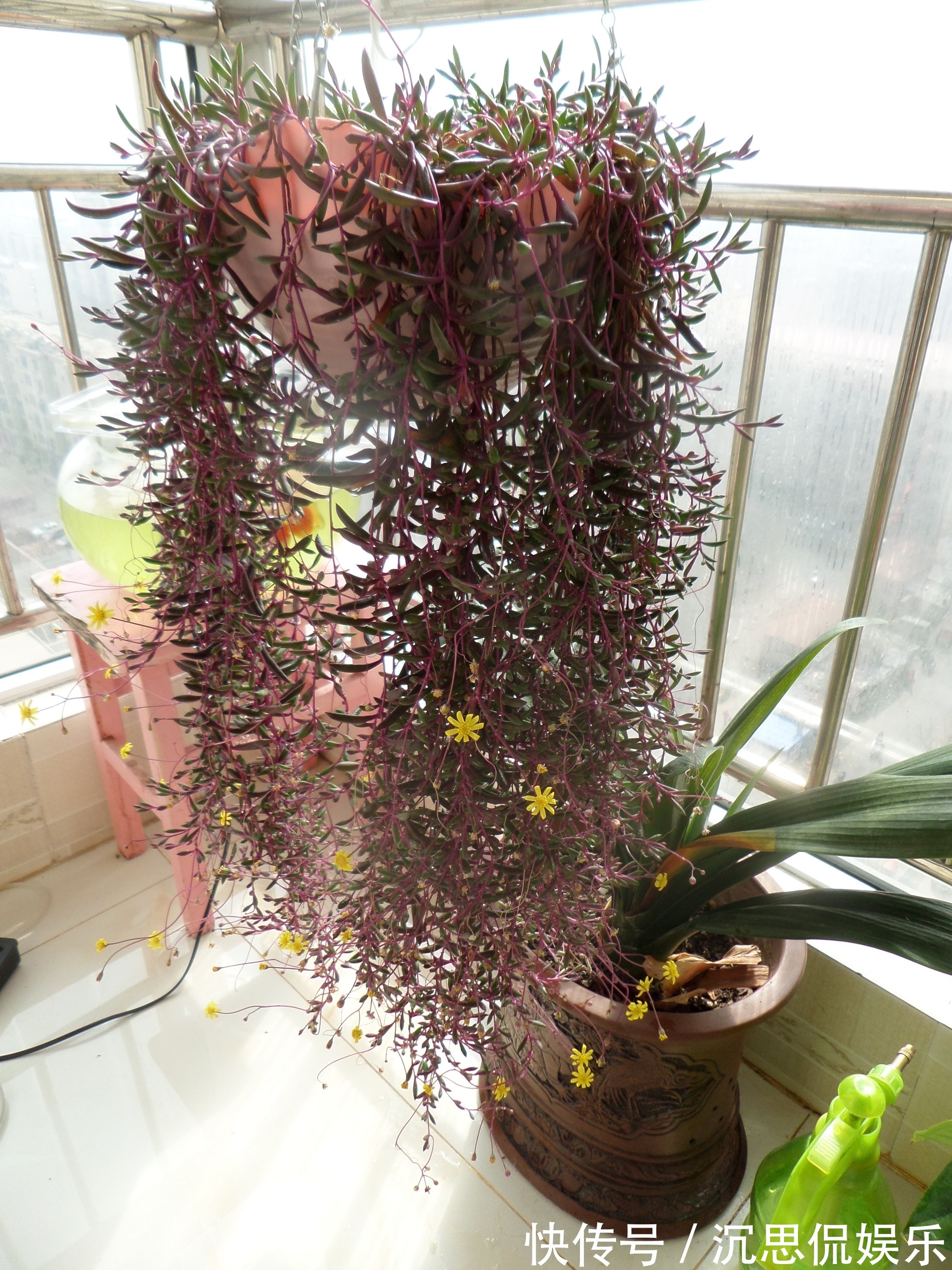 紫玄月|多肉植物紫玄月,好养如绿萝,爆盆后像瀑布,开花勤快,值得入手