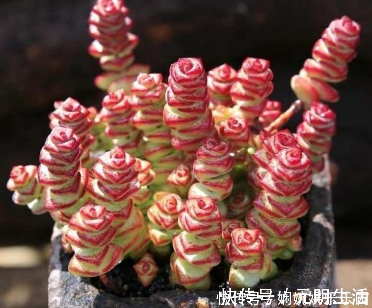 一品红|家里就养3种花，高端大气又旺财，2021年鸿运当头，福运迎门！