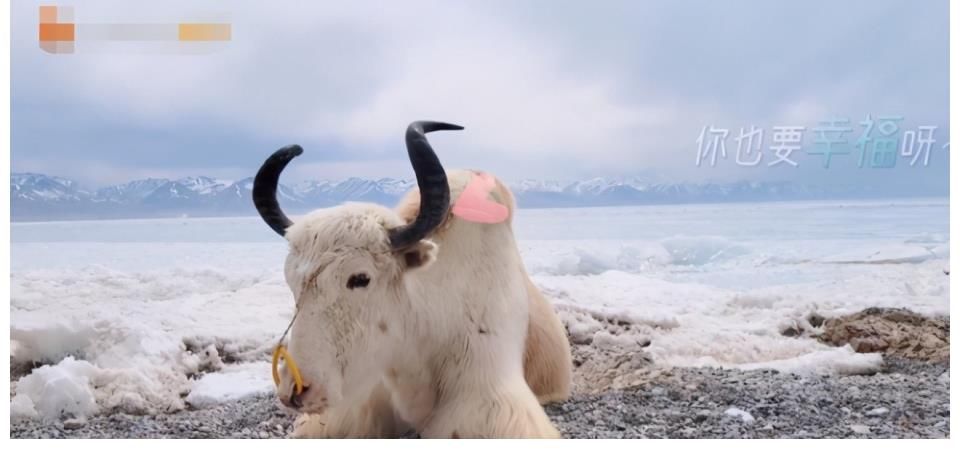 蒋勤勤|《妻子5》收官在即，张馨月成长最大，收获好评最多的却是她