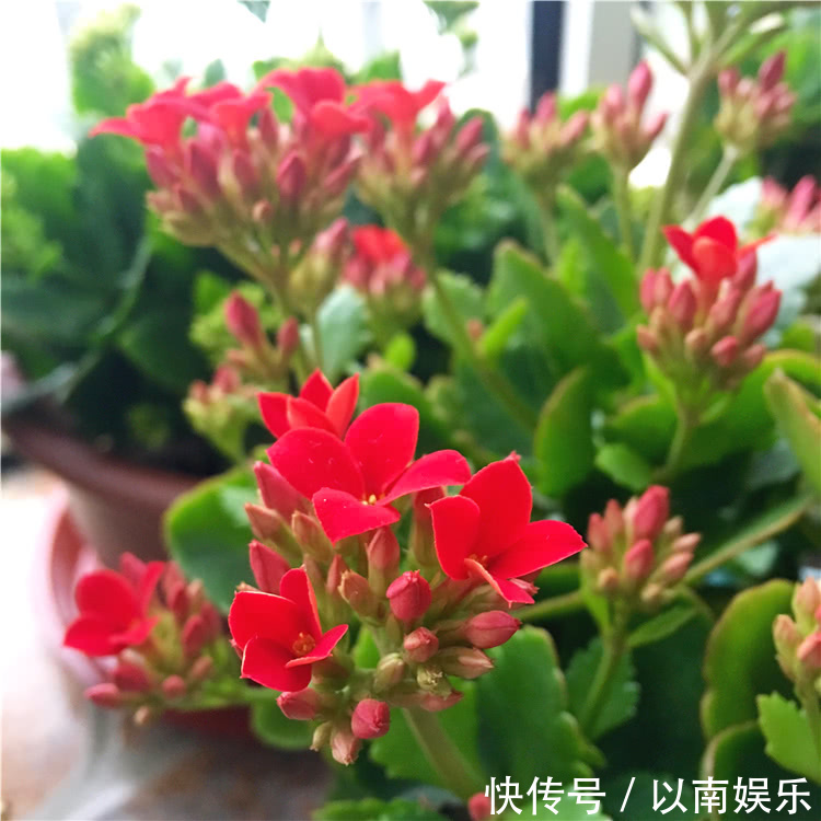 长寿花越开越稀疏犯3错，及时改正，开花爆盆变成大花球！