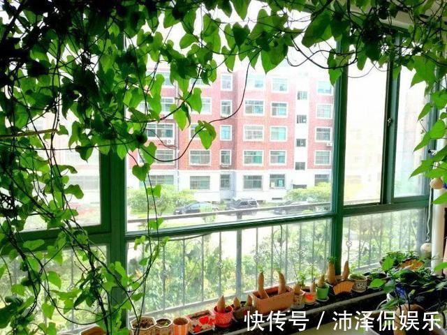 红薯|养5种花卉，没土就能活，“只浇水”嗖嗖爆盆，变成“绿窗帘”