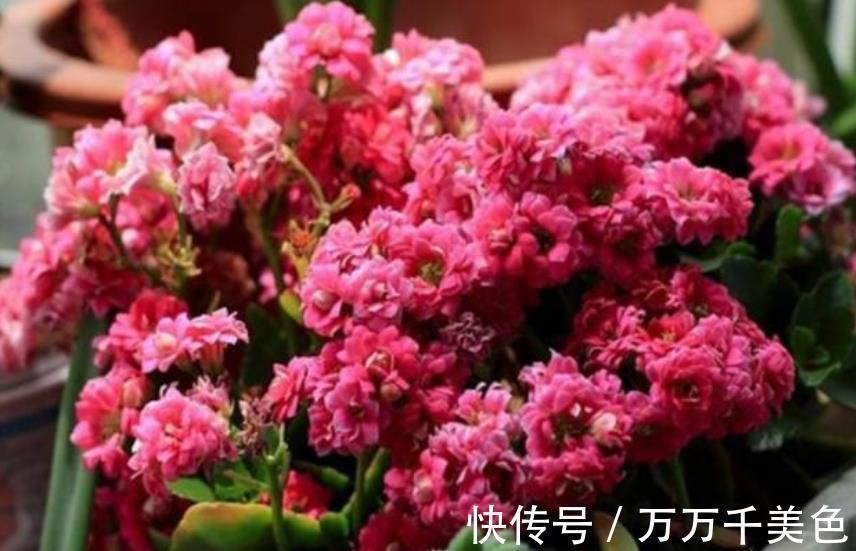 秋天|家里一个小东西,秋天用来养长寿花,叶片油亮花开鲜艳,美极了