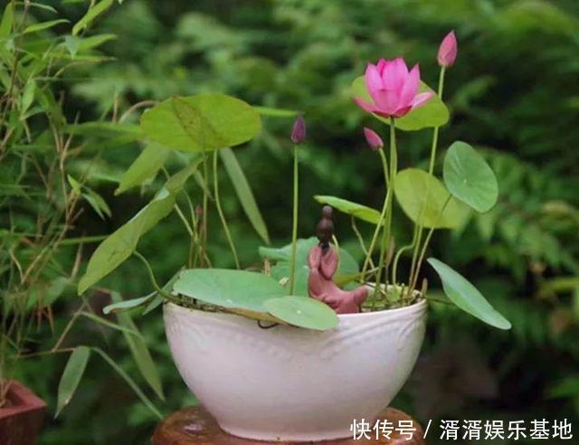 种花|养此5种花,夏季就像“水桶”,浇水越多、长得越旺
