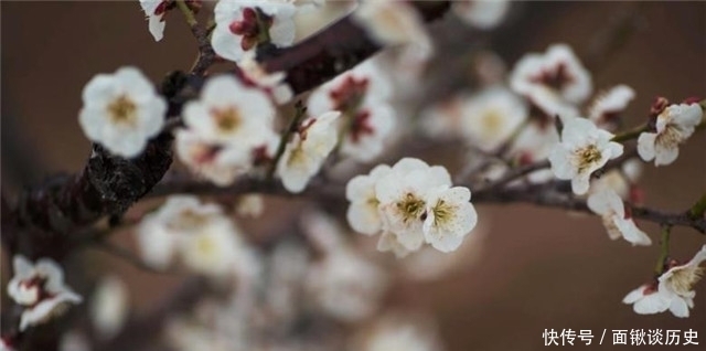 万树|隋朝金谷园万树梅花：腊月正月早惊春，梅花色白雪中明