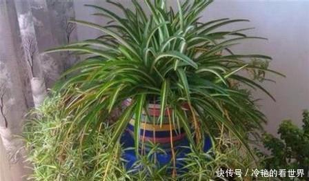 吊兰叶子发黄|盆栽吊兰总是黄叶干尖吗?试试这个方法