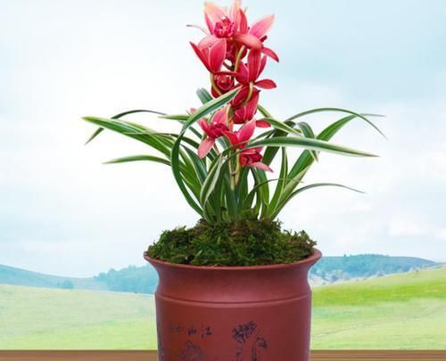  兰花|这款兰花“国色天香”，花大色艳，金边线艺明显，每年能开花数次