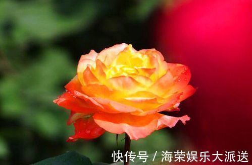 宠爱小姐|“精品月季”宠爱小姐,金蕊红衣,美轮美奂,堪称养花必备