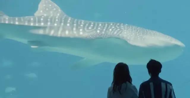 高颜值|《心动的信号4》首播：素人全员高颜值，男嘉宾性格像杨颖的弟弟