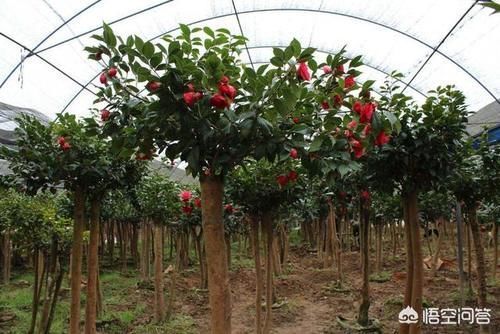 成活率|为什么中大型的花,买回去大多数都活不了,是不会养还是其他原因?