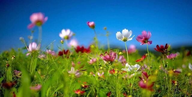 唐诗宋词$仅次于李清照的女词人,一首幽怨的闺怨诗词写出“断肠芳草远”