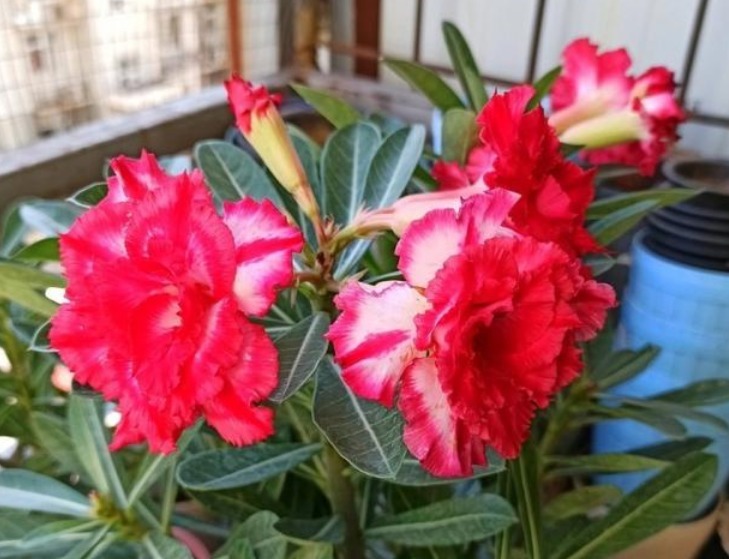 家里阳台必养此款花卉，耐寒易打理，养在哪里都爆盆，好运到来