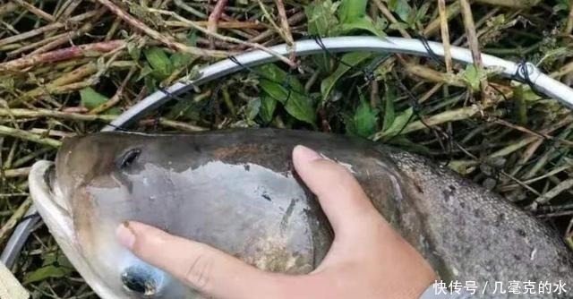 气温高,鲢鳙鱼反而更好钓,按我说的办,比海竿钓更痛快!