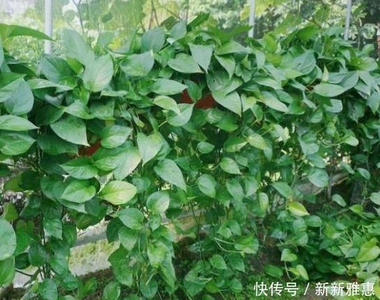 光照|5种花漂亮又净化空气,随便养就爆盆,吉祥富贵,清香四溢