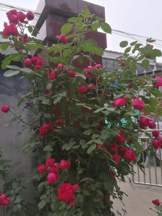 同样地栽的月季红龙和粉龙,红龙长盲枝不开花,而粉龙开花咋回事