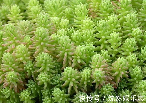 珍稀品菊“唐宇托桂”，似金凤展翅，金光灿灿，堪称养花必备