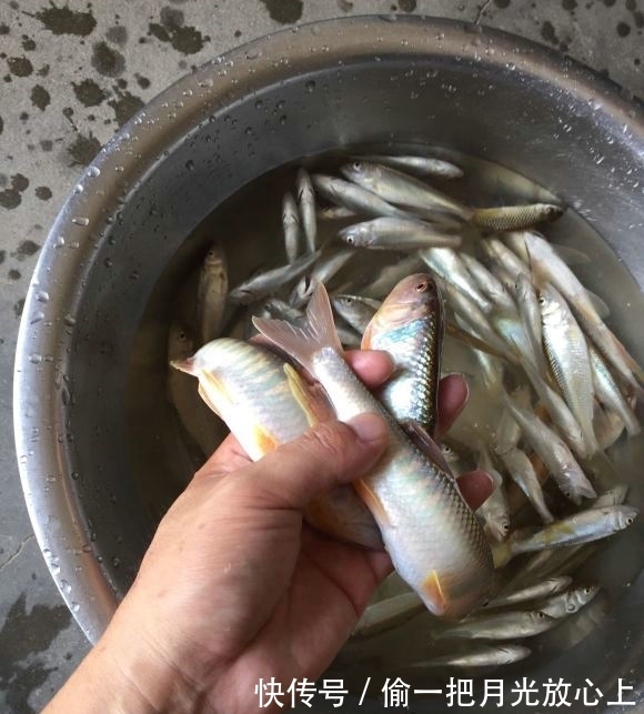 放生|河南钓鱼人钓获罕见“巨型马口鱼”,体长近50公分,随后放生