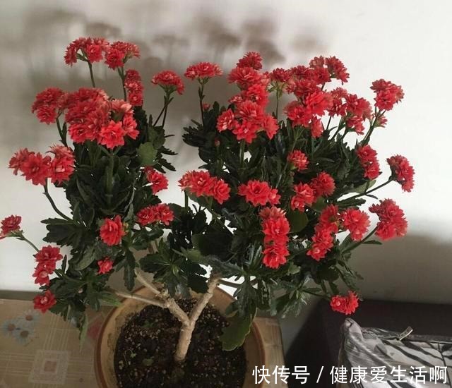 长寿花养5年,窜到一米八,三枝托九叉,开成花树,震撼全家!