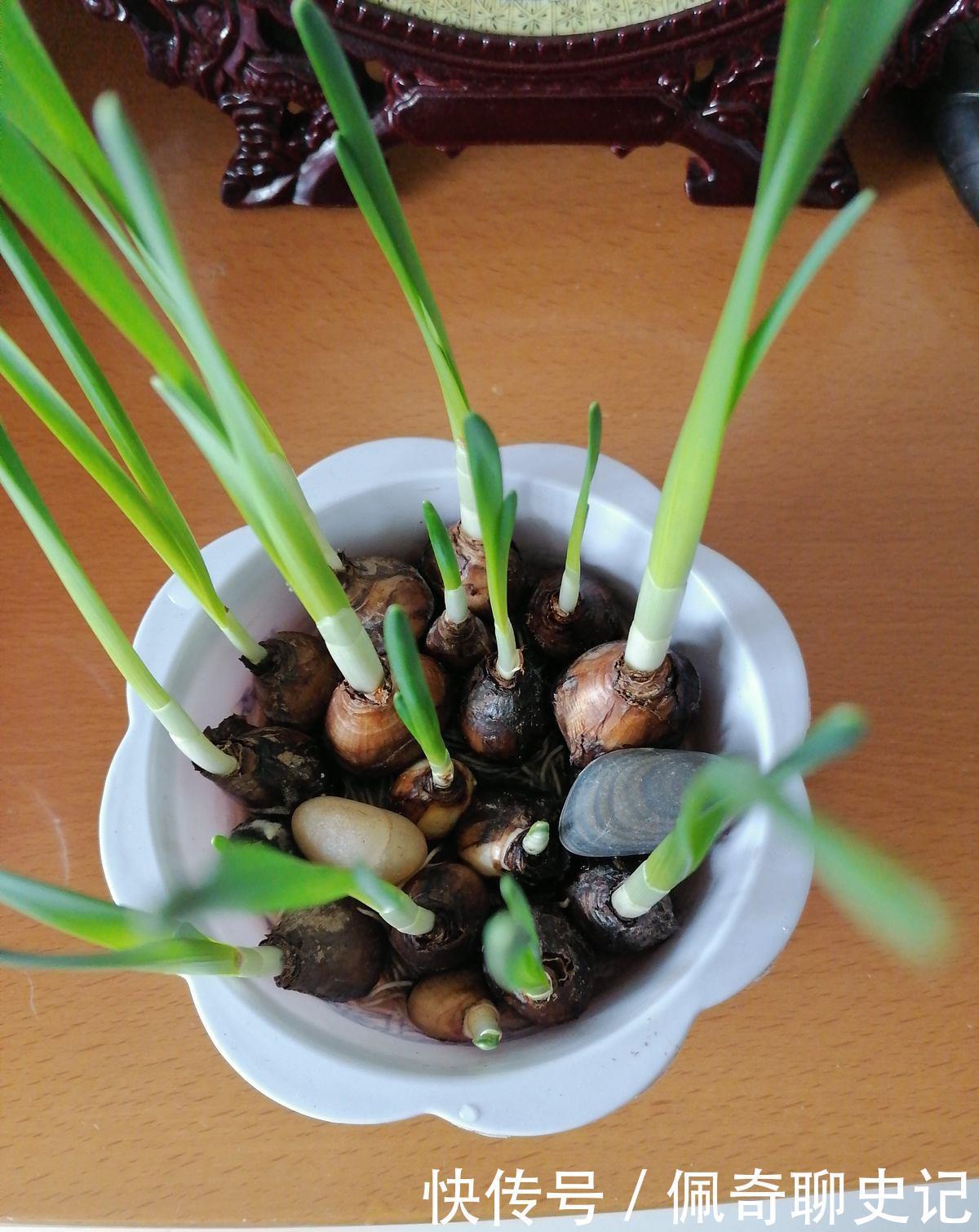 养水仙水培土培都可以,但是不能水土混养,容易烂球