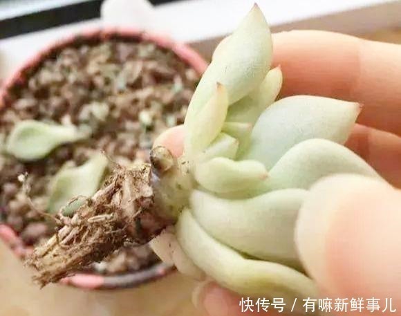 烂根|多肉半死不活，浇水也不行教你3招，吹气般的胖起来！