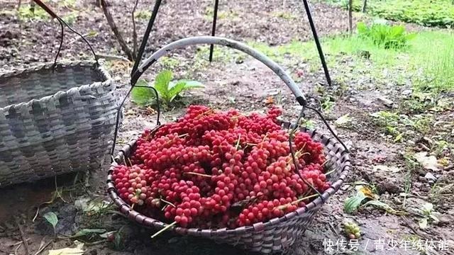 收获的季节|五味子,你可知是什么味!