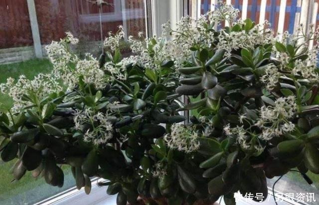 养花|玉树总是养不好这2种“体液”每月灌1碗,银花满树,1年成老桩