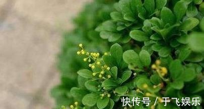 米兰|阳台养盆“米兰花”，胜似天然香水，晒一晒，味更大！