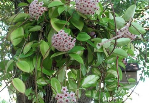 球兰|夏天天热养这3种花,摆在阴凉处就能开花,皮实好养适合新手