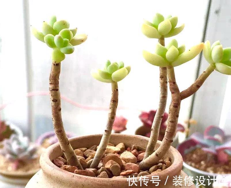 谨记|立秋前后,给多肉换盆,请谨记正确操作!