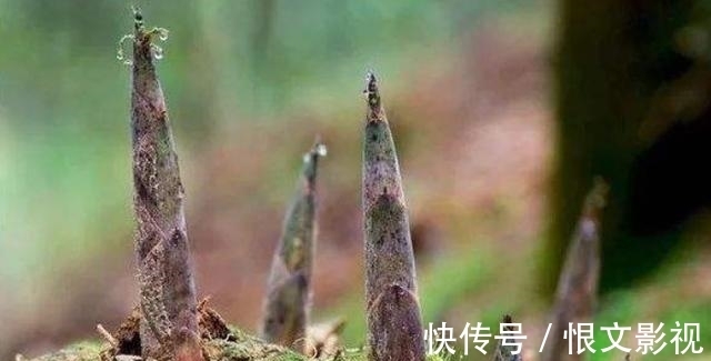 草酸|怎样煮才能把春笋的“怪味”去除，究竟是什么物质导致了笋的“怪味”？