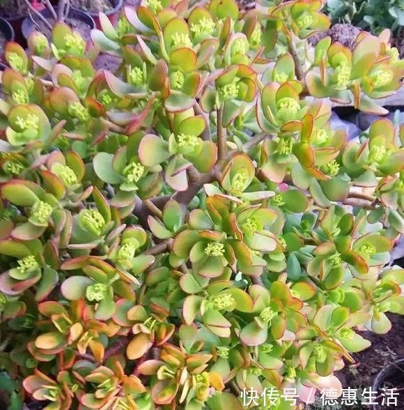 这16种花冬天越浇越死,3个月不管,反而长高个