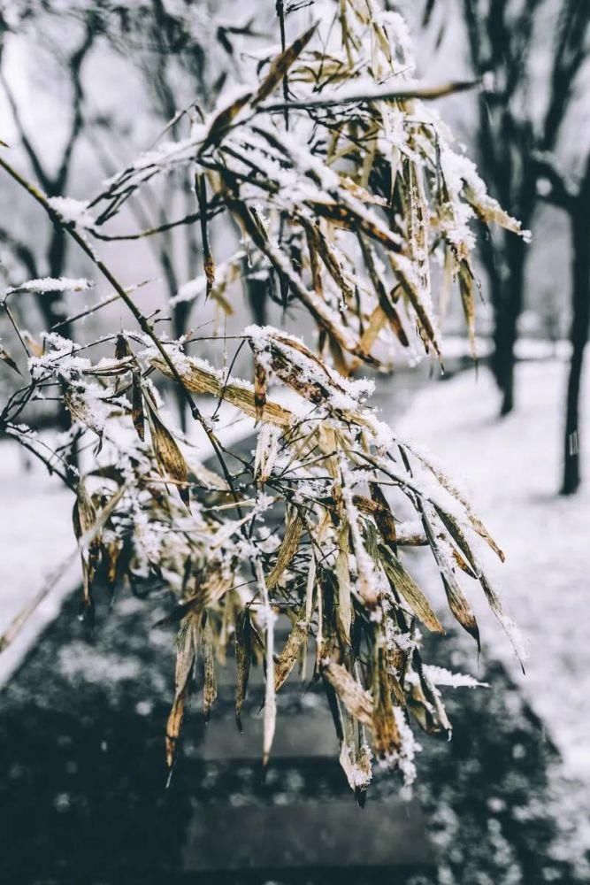  冬日|雪中竹，就是最美的冬日风景！