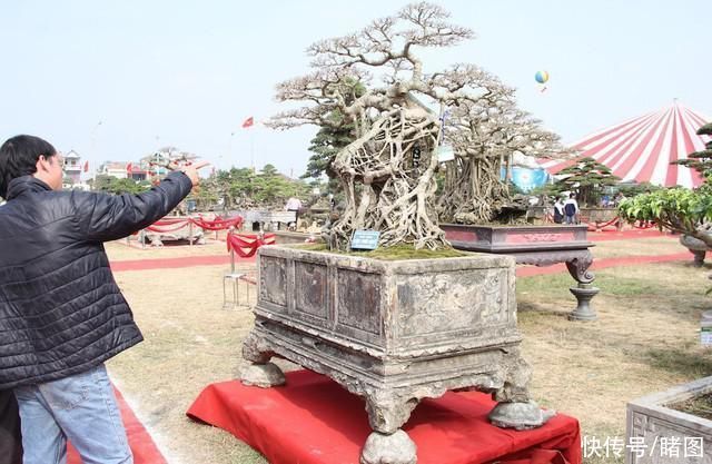  株盆景|男子低价买回一棵长在石头上的古树，现价值31万原主人后悔不已