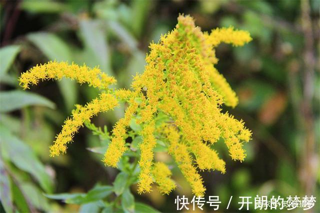 外来物种入侵济南！“加拿大一枝黄花”现身平阴河边