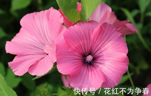 四君子|夏天养此款花卉,不怕冷、不怕热,开花漂亮花期长!