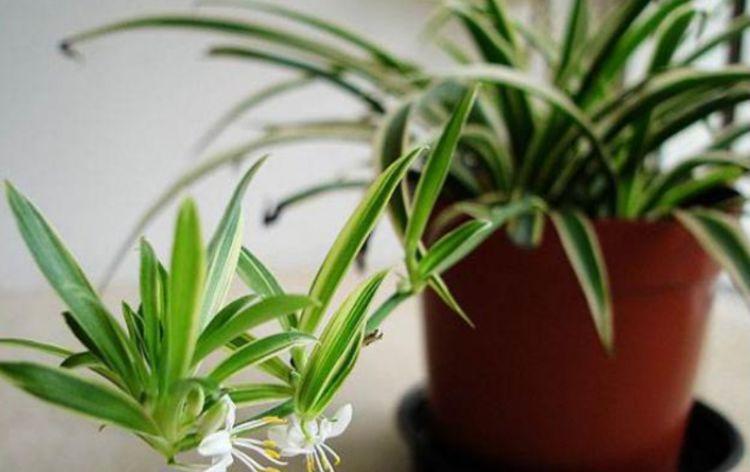 鼠尾|4种花是懒人的最爱，不用费心，就能长的特别好，花开不断